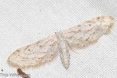 Idaea longaria