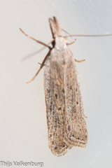 Dichomeris limbipunctellus