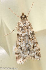Eudonia lineola