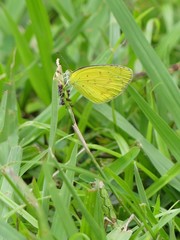 Eurema