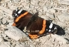 Vanessa atalanta atalanta