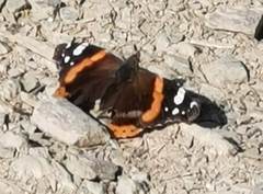 Vanessa atalanta atalanta