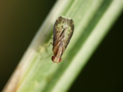 Acalyptratae
