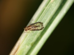 Acalyptratae