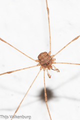 Dicranopalpus caudatus