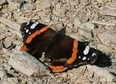 Vanessa atalanta atalanta