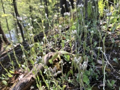 Antennaria parlinii fallax