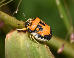 Bolbocoris rufus
