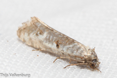 Phtheochroa simoniana