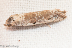 Phtheochroa simoniana