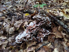 Thelephora americana