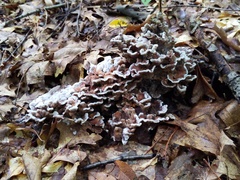 Thelephora americana