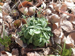 Cerastium texanum