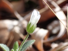 Cerastium texanum