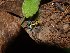 Ranitomeya variabilis