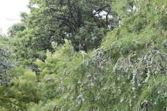 Taxodium distichum