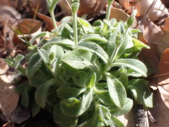 Cerastium texanum