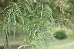 Taxodium distichum