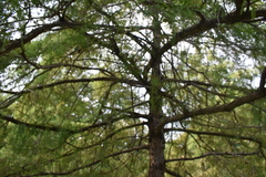 Taxodium distichum