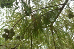 Taxodium distichum