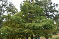 Taxodium distichum