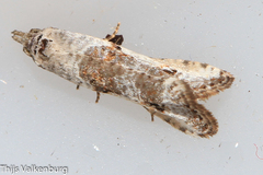 Phtheochroa simoniana