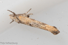 Zelleria oleastrella