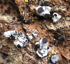 Rhizoplaca glaucophana