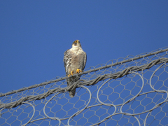 Falco peregrinus brookei