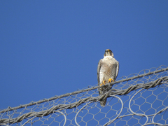 Falco peregrinus brookei