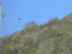 Falco peregrinus brookei