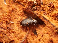 Pterostichus aethiops