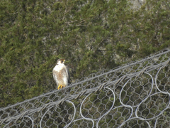 Falco peregrinus brookei