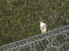 Falco peregrinus brookei
