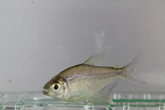 Image of Hyphessobrycon panamensis