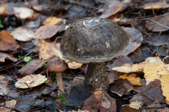 Leccinum variicolor