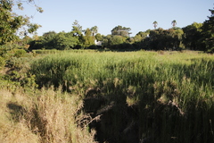 Echinochloa pyramidalis