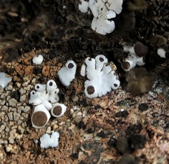 Rhizoplaca glaucophana