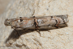 Pempelia palumbella