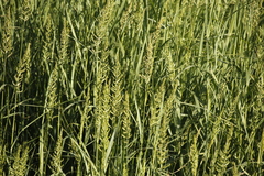 Echinochloa pyramidalis