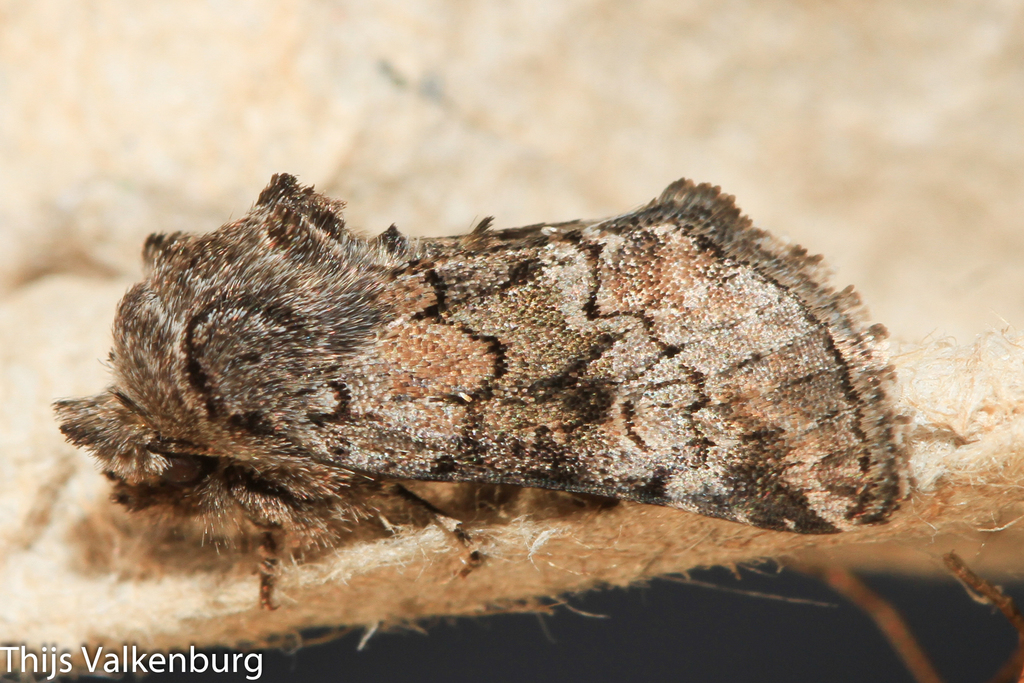 Cleonymia diffluens