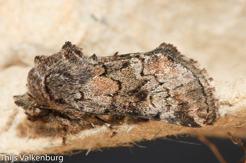 Cleonymia diffluens