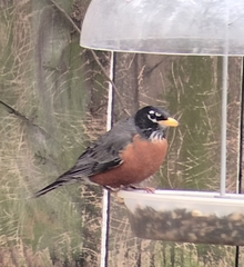 Turdus migratorius