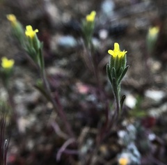 Rigiopappus leptocladus