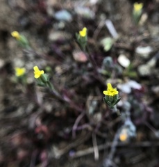 Rigiopappus leptocladus