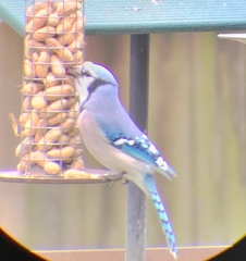 Cyanocitta cristata