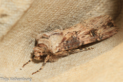 Agrotis catalaunensis
