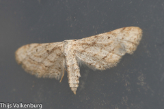 Idaea longaria