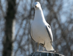 Larus