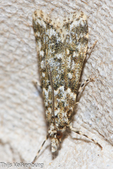 Eudonia lineola